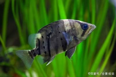 虎魚品種與性格關系，幾種常見虎魚品種及其性格特點