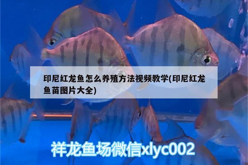 印尼紅龍魚怎么養(yǎng)殖方法視頻教學(xué)(印尼紅龍魚苗圖片大全)
