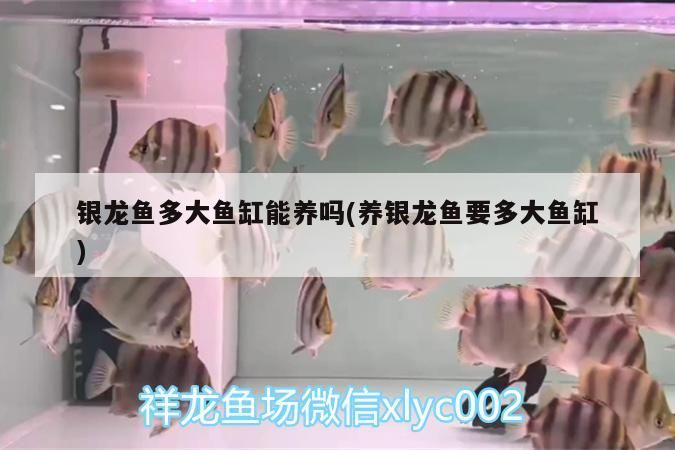 銀龍魚多大魚缸能養嗎(養銀龍魚要多大魚缸) 銀龍魚百科 第3張 銀龍魚多大魚缸能養嗎(養銀龍魚要多大魚缸) 銀龍魚多大魚缸能養嗎(養銀龍魚要多大魚缸) 銀龍魚百科 第3張