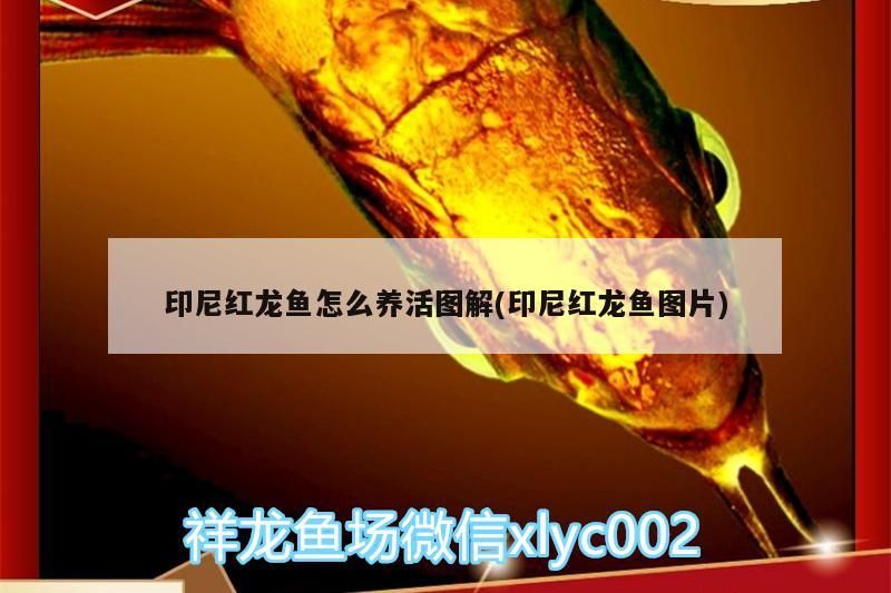 印尼紅龍魚怎么養活圖解(印尼紅龍魚圖片)