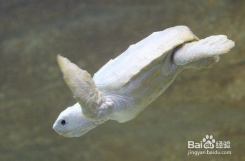 鉆石眼龍魚會瞎嗎(銀龍魚鉆石眼)