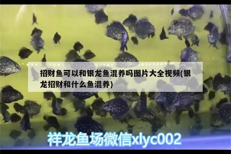 招財魚可以和銀龍魚混養嗎圖片大全視頻(銀龍招財和什么魚混養)