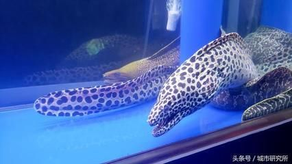 水族館開在什么地方合適呢（哈密水族館的選址應考慮交通便利性、周邊環境以及成本效益）