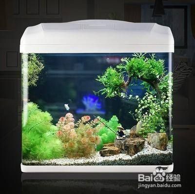 魚缸增氧泵工作原理圖，增氧泵維護保養技巧