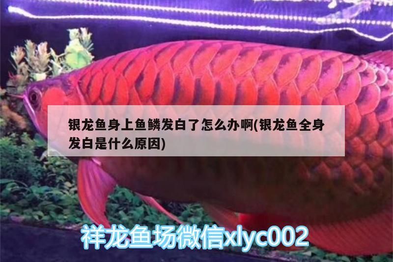 銀龍魚身上魚鱗發白了怎么辦啊(銀龍魚全身發白是什么原因)
