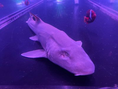 靜海水族館在哪：上海靜海水族館營業時間查詢新泰靜海水族館門票價格對比