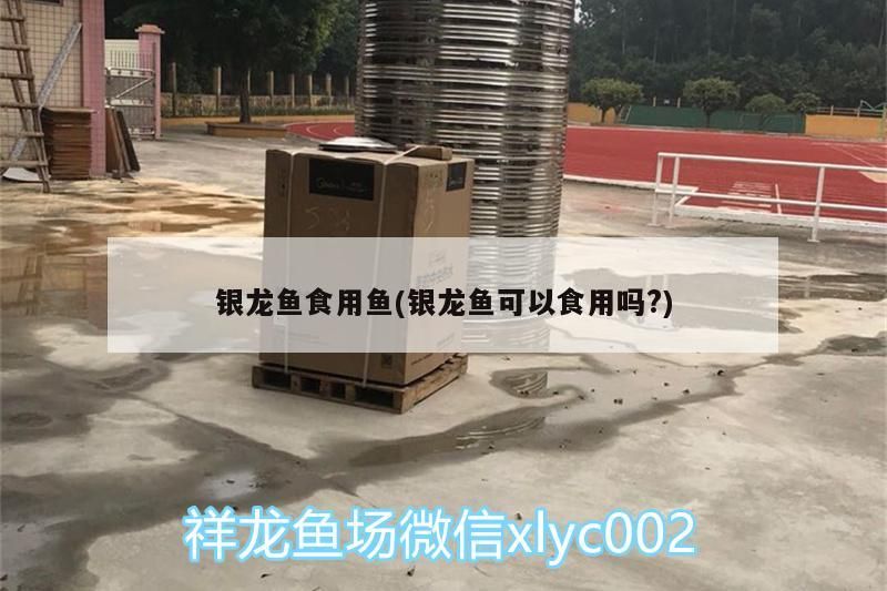 銀龍魚食用魚(銀龍魚可以食用嗎?) 銀龍魚百科 第3張 銀龍魚食用魚(銀龍魚可以食用嗎?) 銀龍魚食用魚(銀龍魚可以食用嗎?) 銀龍魚百科 第3張