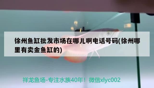 徐州魚缸批發市場在哪兒啊電話號碼(徐州哪里有賣金魚缸的) 徐州魚缸批發市場在哪兒啊電話號碼(徐州哪里有賣金魚缸的) 黃金貓魚百科 第3張