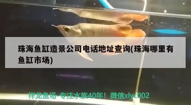 阿拉善盟龍魚vs阿拉善盟水族批發市場vs阿拉善盟水族館vs阿拉善盟魚缸批發市場vs祥龍魚場：阿拉善盟水族市場最新動態 阿拉善盟龍魚vs阿拉善盟水族批發市場vs阿拉善盟水族館vs阿拉善盟魚缸批發市場vs祥龍魚場：阿拉善盟水族市場最新動態 祥龍魚場各市分站 第6張