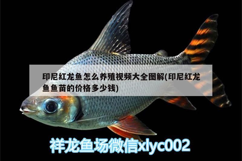 印尼紅龍魚怎么養(yǎng)殖視頻大全圖解(印尼紅龍魚魚苗的價格多少錢)