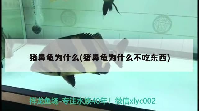 15公分豬鼻龜多少錢：關(guān)于豬鼻龜?shù)膬r(jià)格問題