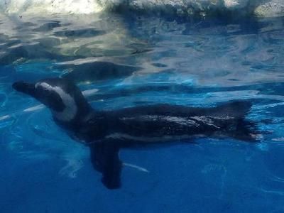 關(guān)于水族館的作文450字左右（《水族館之行》水族館是一個(gè)既能娛樂(lè)又能學(xué)習(xí)的好地方）