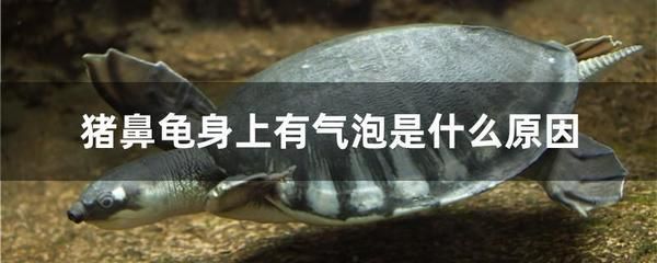 豬鼻龜身上有氣泡是什么原因引起的：豬鼻龜身上有氣泡是什么原因