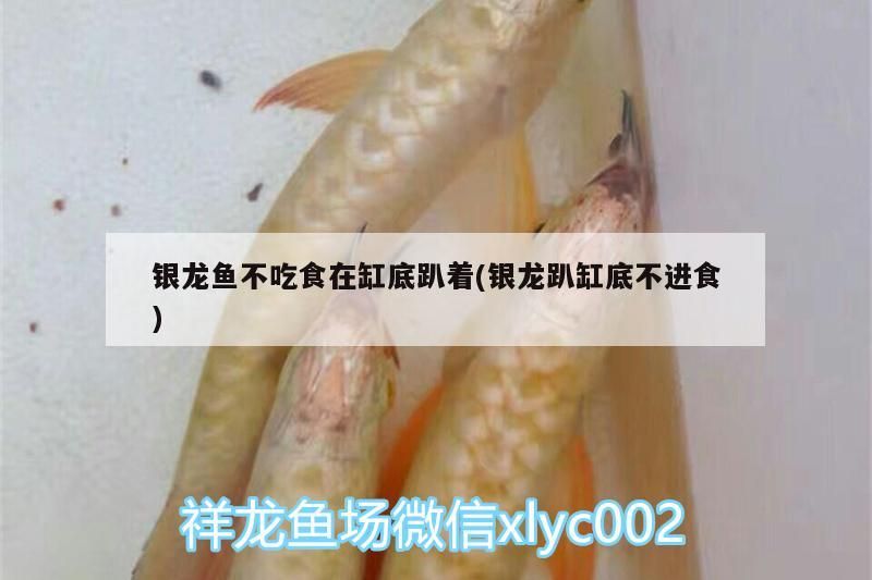 銀龍魚不吃食在缸底趴著(銀龍趴缸底不進食) 銀龍魚不吃食在缸底趴著(銀龍趴缸底不進食) 銀龍魚百科 第3張
