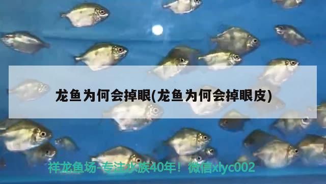 龍魚為何會掉眼(龍魚為何會掉眼皮) 龍魚為何會掉眼(龍魚為何會掉眼皮) 觀賞魚百科
