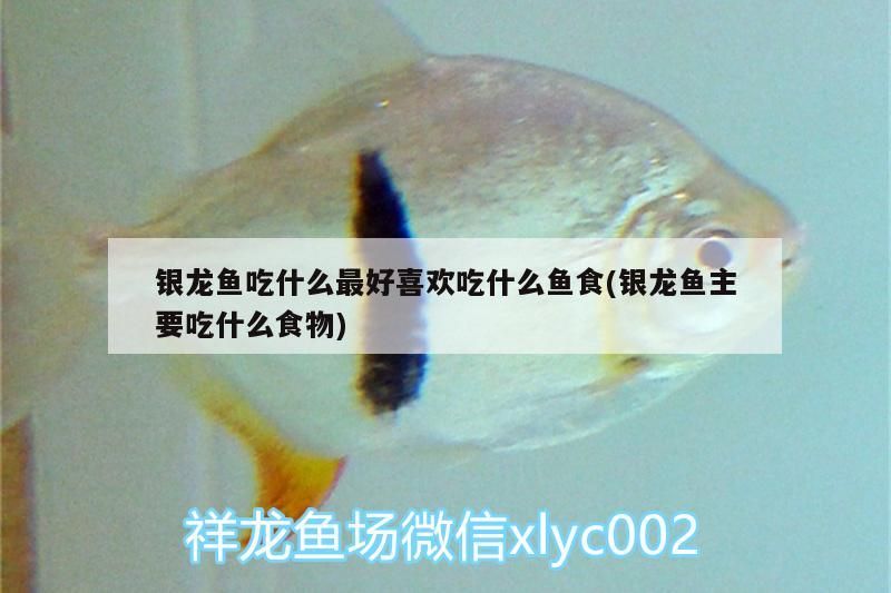 銀龍魚吃什么最好喜歡吃什么魚食(銀龍魚主要吃什么食物)