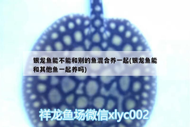 銀龍魚能不能和別的魚混合養(yǎng)一起(銀龍魚能和其他魚一起養(yǎng)嗎)