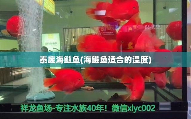 最便宜的龍魚飼食品牌排行榜前十名：探尋最便宜的龍魚飼食品牌排行榜，助你精養(yǎng)龍魚