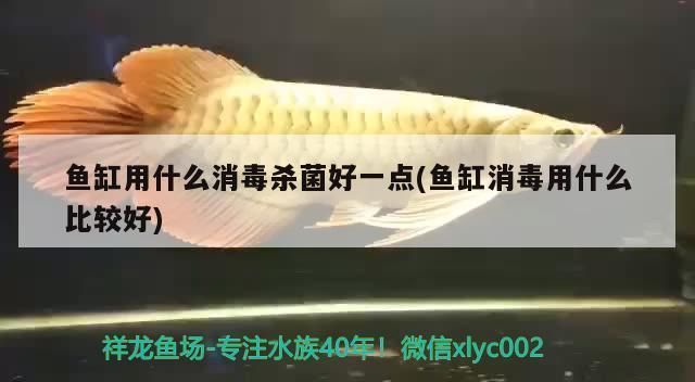 許昌龍魚vs許昌水族批發市場vs許昌水族館vs許昌魚缸批發市場vs祥龍魚場:許昌龍魚、許昌水族館、許昌水族館、許昌魚缸批發市場特色品種介紹 祥龍魚場各市分站 第3張 許昌龍魚vs許昌水族批發市場vs許昌水族館vs許昌魚缸批發市場vs祥龍魚場:許昌龍魚、許昌水族館、許昌水族館、許昌魚缸批發市場特色品種介紹 許昌龍魚vs許昌水族批發市場vs許昌水族館vs許昌魚缸批發市場vs祥龍魚場:許昌龍魚、許昌水族館、許昌水族館、許昌魚缸批發市場特色品種介紹 祥龍魚場各市分站 第3張