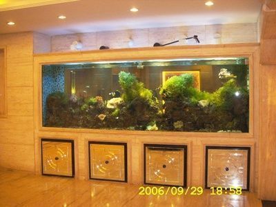 金龍魚與紅龍混養技術比較