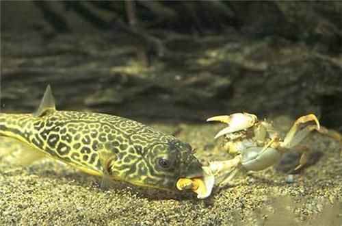 最便宜的龍魚(yú)苗多少塊錢(qián)一條?。禾綄ぷ畋阋说凝堲~(yú)苗價(jià)格，背后的奧秘與考量