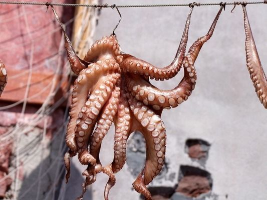 宜春龍魚vs宜春水族批發市場vs宜春水族館vs宜春魚缸批發市場vs祥龍魚場：宜春水族批發市場