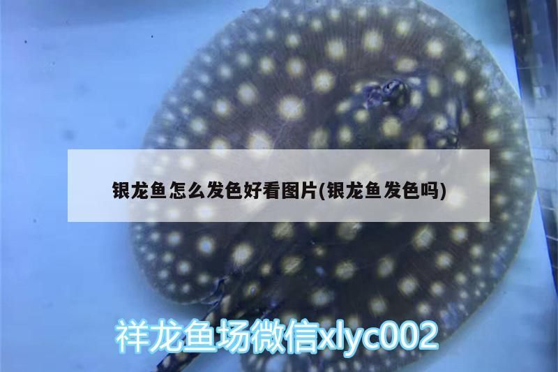 銀龍魚怎么發色好看圖片(銀龍魚發色嗎)