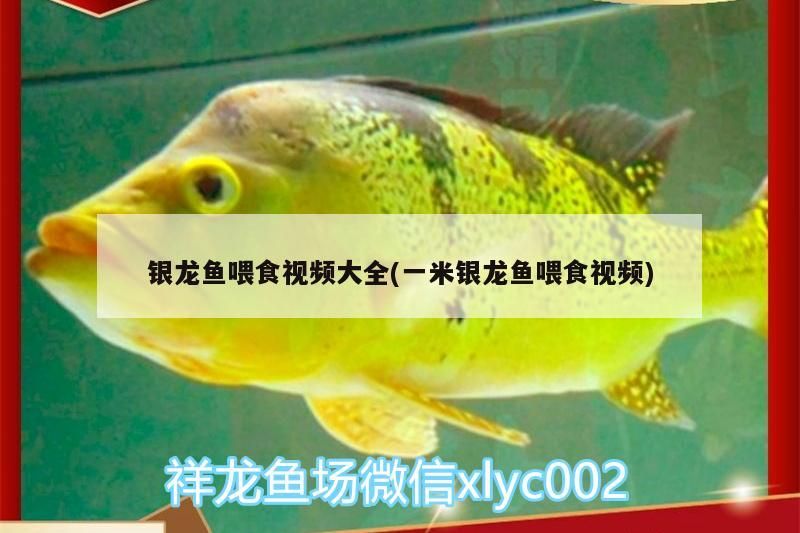 銀龍魚喂食視頻大全(一米銀龍魚喂食視頻)