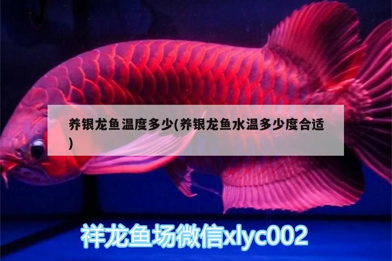 養銀龍魚溫度多少(養銀龍魚水溫多少度合適)