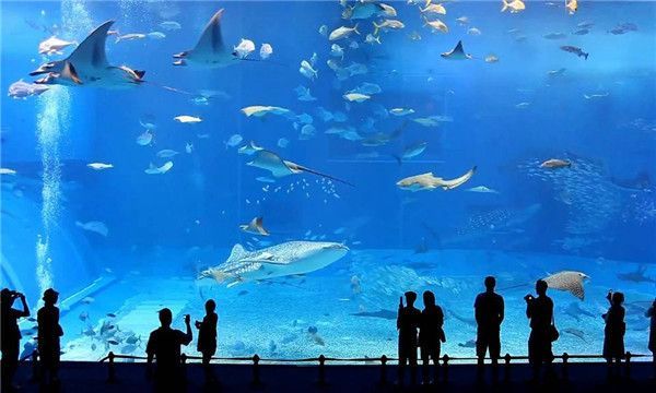 水族館加盟店排行榜及價格表最新（2018水族館加盟店排行榜及價格表）