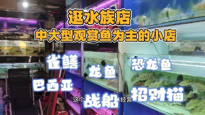 一般水族館都賣些什么魚?(水族館售賣的魚類種類繁多,) 水族館百科(水族館加盟) 第4張 一般水族館都賣些什么魚?(水族館售賣的魚類種類繁多,) 一般水族館都賣些什么魚?(水族館售賣的魚類種類繁多,) 水族館百科(水族館加盟) 第4張