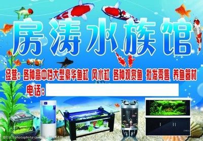 一般水族館都賣些什么魚?(水族館售賣的魚類種類繁多,) 水族館百科(水族館加盟) 第5張 一般水族館都賣些什么魚?(水族館售賣的魚類種類繁多,) 一般水族館都賣些什么魚?(水族館售賣的魚類種類繁多,) 水族館百科(水族館加盟) 第5張