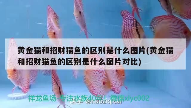 黃金貓和招財(cái)貓魚(yú)的區(qū)別是什么圖片(黃金貓和招財(cái)貓魚(yú)的區(qū)別是什么圖片對(duì)比)