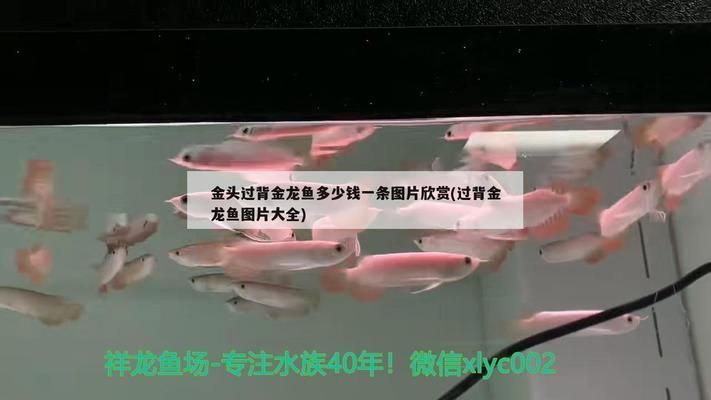 過背金龍魚的價格是多少錢一條啊圖片：如何辨別過背金龍魚品質，過背金龍魚日常護理要點