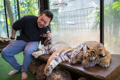 泰北虎與泰虎的區別：泰北虎和泰虎在外觀、生活習性和飼養難度上都有所不同 泰北虎與泰虎的區別：泰北虎和泰虎在外觀、生活習性和飼養難度上都有所不同 虎魚百科 第1張