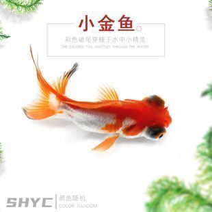 阿里龍魚vs阿里水族批發市場vs阿里水族館vs阿里魚缸批發市場vs祥龍魚場:阿里龍魚與祥龍魚場的區別