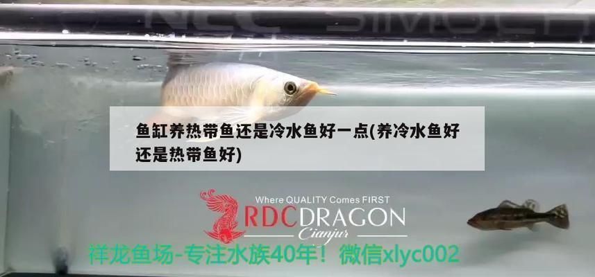 阿里龍魚vs阿里水族批發市場vs阿里水族館vs阿里魚缸批發市場vs祥龍魚場:阿里龍魚與祥龍魚場的區別