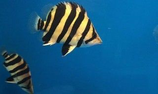 高端金龍魚魚缸品牌排名第一名是什么，高端金龍魚魚缸品牌排名 高端金龍魚魚缸品牌排名第一名是什么，高端金龍魚魚缸品牌排名 魚缸百科 第4張