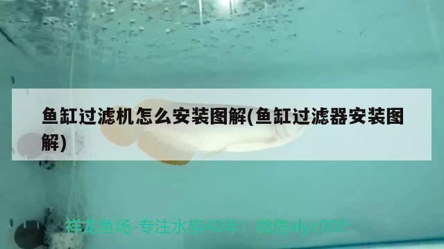 家里的魚缸不想要了,怎么處理（家里的魚缸不想要了,怎么處理最好） 家里的魚缸不想要了,怎么處理（家里的魚缸不想要了,怎么處理最好） 黃金貓魚百科 第3張