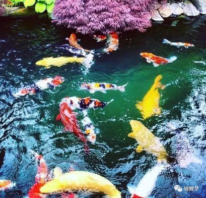 如何養好龍魚水質(養龍魚的水質)