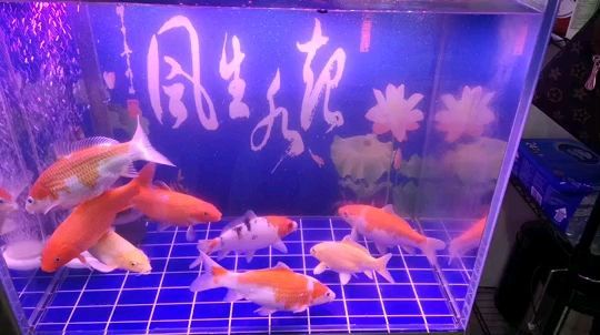 淮南魚缸上門回收電話多少號（淮南金魚批發(fā)） 淮南魚缸上門回收電話多少號（淮南金魚批發(fā)） 錦鯉魚百科 第2張