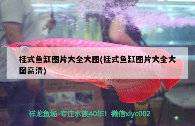 掛式魚缸圖片大全大圖(掛式魚缸圖片大全大圖高清) 掛式魚缸圖片大全大圖(掛式魚缸圖片大全大圖高清) 觀賞魚百科