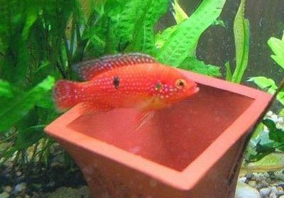 龍魚吃什么長得壯實(shí)快 龍魚吃什么長得壯實(shí)快 龍魚百科 第3張