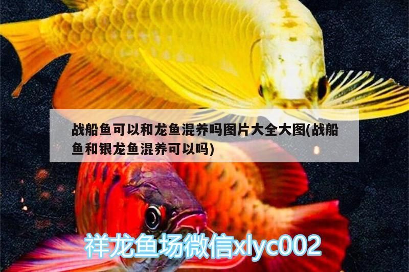 戰(zhàn)船魚可以和龍魚混養(yǎng)嗎圖片大全大圖(戰(zhàn)船魚和銀龍魚混養(yǎng)可以嗎)