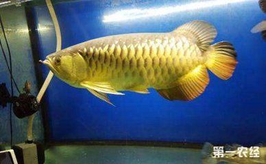 金龍魚虎魚混養(yǎng)空間要求，金龍魚和虎魚混養(yǎng)在魚缸中時需考慮其空間要求