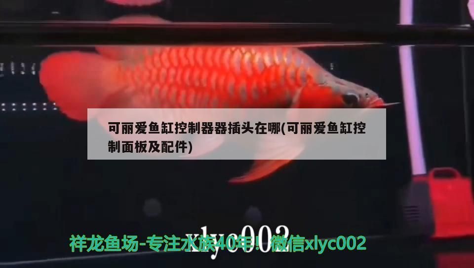 可麗愛魚缸控制器器插頭在哪(可麗愛魚缸控制面板及配件) 可麗愛魚缸控制器器插頭在哪(可麗愛魚缸控制面板及配件) 錦鯉魚百科 第3張