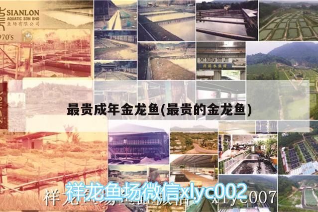 最貴成年金龍魚(最貴的金龍魚)