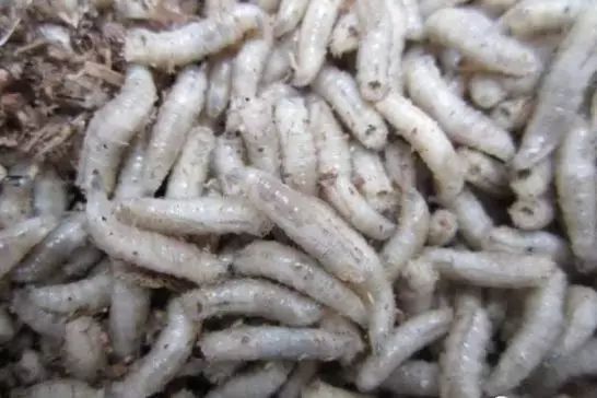 虎魚活餌保存方法，活餌保存容器選擇技巧，冷凍活餌解凍最佳方法