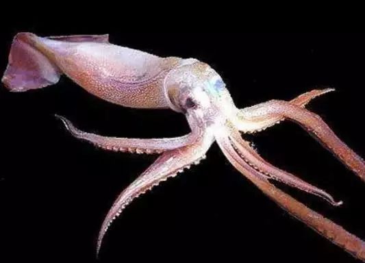 虎魚活餌保存方法，活餌保存容器選擇技巧，冷凍活餌解凍最佳方法