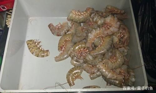 虎魚活餌保存方法，活餌保存容器選擇技巧，冷凍活餌解凍最佳方法